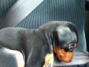Puppy Car ride home